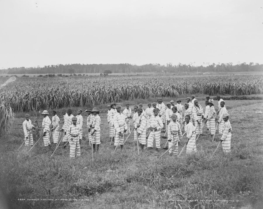 Juvenile prisoners work in the Louisiana sugar fields.