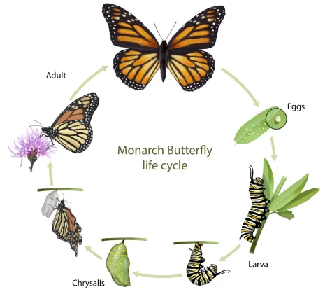 Crisis de Mariposas Monarca