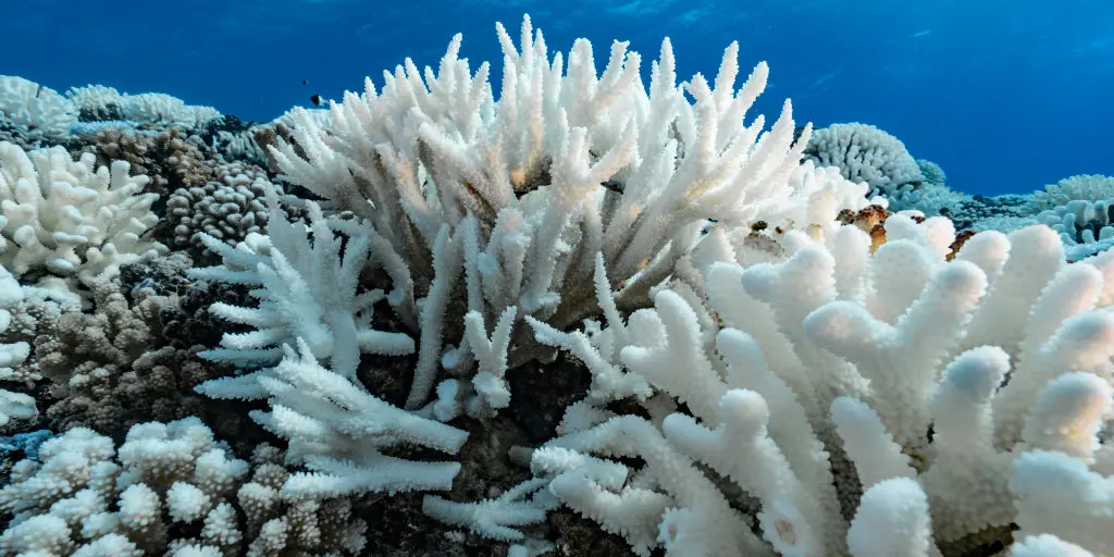 Global Warming is Decimating Florida’s Coral Reef