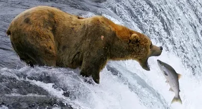 Fat Bear Week 2025
